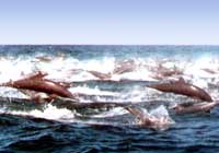 Search For Wild Dolphins