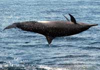 Puerto Vallarta Whale Watching