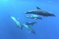 Puerto Vallarta Scuba Diving