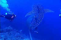 Puerto Vallarta Scuba Diving