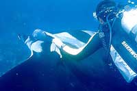 Puerto Vallarta Scuba Diving