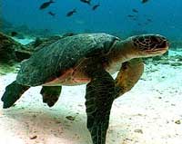 Puerto Vallarta Scuba Diving