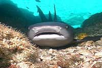 Puerto Vallarta Scuba Diving