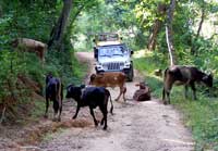 Puerto Vallarta Jungle Tours