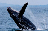 Vagabundo Whale Watching