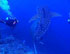 Puerto Vallarta Scuba Diving Certification