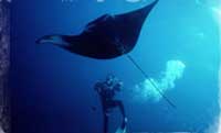 Puerto Vallarta Scuba Diving