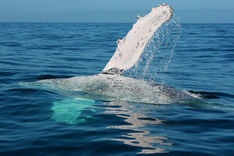 Whale Watching Excursion Mexico