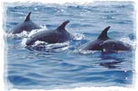 Puerto Vallarta Whale Watching