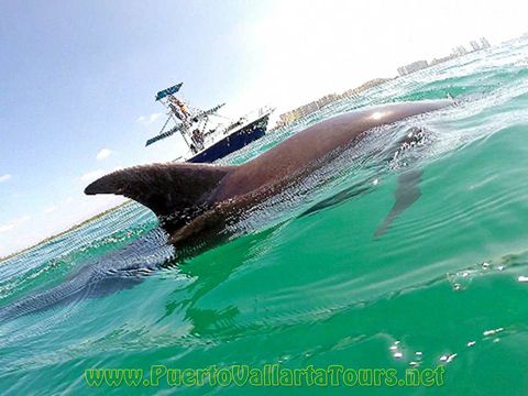 Dolphin Swimming Yacht in Puerto Vallarta