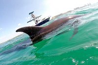 Puerto Vallarta Private Dolphin Swim