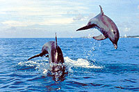 Puerto Vallarta dolphins