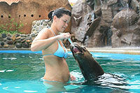 Puerto Vallarta Sea Lion Swim