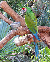 Military Macaw in Puerto Vallarta