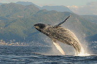 Puerto Vallarta Humpback Whales