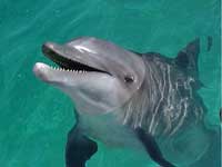 Puerto Vallarta Dolphin Swimming
