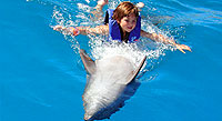 Puerto Vallarta Dolphin Swimming Tour