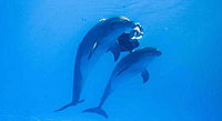 Dolphin Swimming Puerto Vallarta