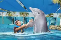 Puerto Vallarta Dolphin Swim