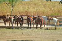 Horseback Riding Lessons Puerto Vallarta