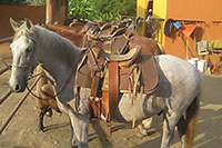 Puerto Vallarta Horseback Riding Camp