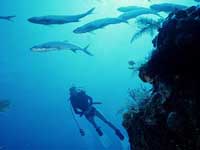 Puerto Vallarta Scuba Diving