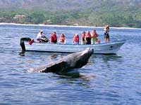 Puerto Vallarta Whale Watching