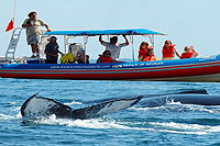 Zodiac Whale Watching Puerto Vallarta