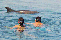 Snorkeling with Wild Dolphins in Puerto Vallarta