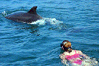 Puerto Vallarta Wild Dolphins Snorkeling and Swim
